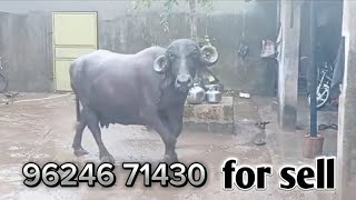 આ ભેંશ વેચવાની છે || best quality buffalo breed for sell