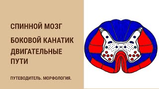 Спинной мозг. Боковой канатик. Двигательные пути