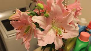 Oriental Stargazer Lily Review, completely random review