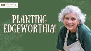 Planting Edgeworthia!