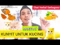 MANFAAT KUNYIT UNTUK KUCING - Obat alami kucing - khasiat kunyit untuk kucing