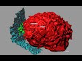 endothelial extracellular vesicles are released in situ at sites proximal to leukocyte adhesion