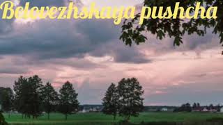 Belovezhskaya pushcha. Puszcza Bialowieska. Беловежская пуща. Белоруссия. Белавежская пушча