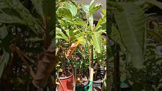 Update on fruiting young mangos,star apples ,mamey sapote,flowing  guava,Wax jampo,casavas.