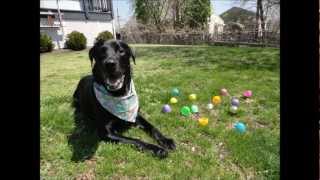 🐰🥚🐾My Dogs Easter Egg Hunting🐰🥚🐾