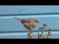 dunnock