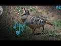 Голос на Куропатка keklik ovi صدای پارتریج صيد الحجل partridge voice partridge hunting