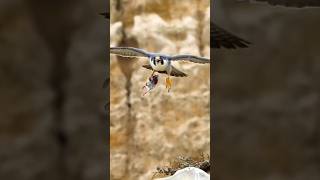 The Ethereal Hunter #usa #wildlife #shorts #viralvideo