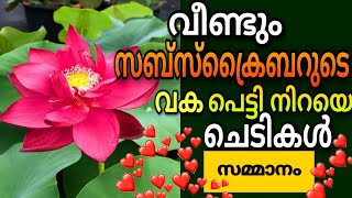 Wayanadan Touch Garden ലേക്ക് ചെടികൾ അയച്ച് സബ്സ്ക്രൈബർ 🥰 Plant Gift From Subscriber| WAYANADANTOUCH