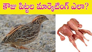 కౌజు పిట్టలను మార్కెటింగ్ చేయు విధానం | Quails Marketing strategy in Telugu