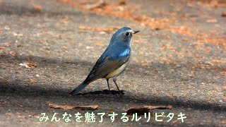 地上に降りたルリビタキ