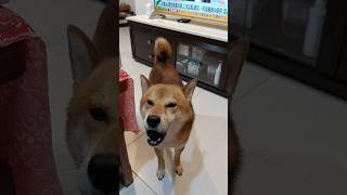 太搞笑了，柴柴竟然跟我一起叫了🤣🤣🤣 #柴犬 #狗狗 #dog #搞笑 #funny #萌宠