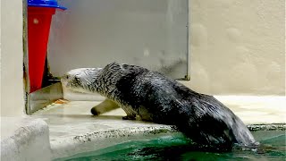 ラッコ　メイちゃんとキラちゃん　ごはんの時間が待ちきれません【鳥羽水族館】Sea otter Mei-chan Kira-chan Toba Aquarium