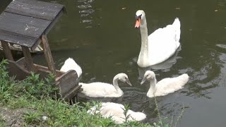 彦根城お堀の、白鳥親子