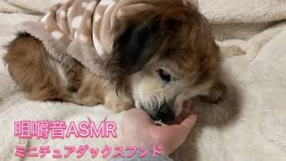 【犬】ミニチュアダックスフンドの咀嚼音ASMR