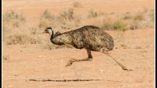 EMU:Australian Ratite Facts!