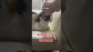 明日は忙しいしいで🐈💦✨#よその猫みーちゃん #よその猫 #猫のいる暮らし