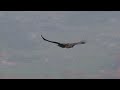 golden eagle flying in slow motion