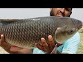 unbelievable fish catching big rohu fishing amazing fishing rohu fishing fishing big rohu fish