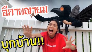 อีกาพญายม บุกบ้าน! ใยบัว ใยไหม ภารกิจจะสำเร็จมัย HELLO The Crow | ฟันแฟมิลี่ Fun Family