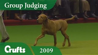 Hungarian Vizsla wins Gundog Group Judging at Crufts 2009 | Crufts Dog Show