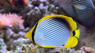 Blackback butterflyfish 4K60 HDR