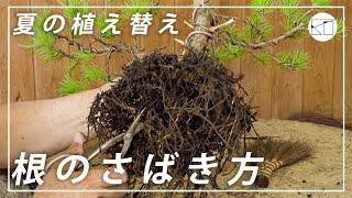 夏の植え替え!? 五葉松盆栽を夏に植え替える方法 〜鉢の下準備と根のさばき方〜【西川盆栽園 西川敏一】