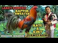 LARRY ROMERO RAPTOR SWEATER - ED JARABA - KATE & KURT GAMEFARM - QUALITY GAMEFOWL IN THE PHILIPPINES