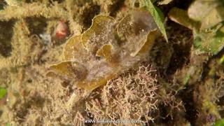 melibe viridis, a curious nudibranch. un nudibranche curieux