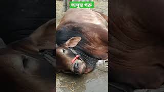 অসুস্থ গরু | গরুর হাট