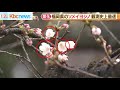 福岡県で桜の開花発表　全国２番目も観測史上最速