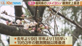 福岡県で桜の開花発表　全国２番目も観測史上最速