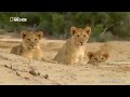 documentary nolosha adag ee maroodiga saxaraha namibia s desert elephants duurjoog xayawaano