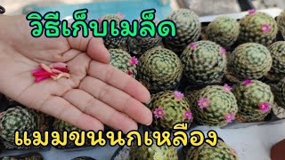 วิธีเก็บเมล็ดแคคตัสแมมขนนกเหลือง [Mammillaria Schiedeana]