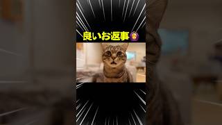 【お返事猫】パパ好き？とママ好き？で反応の違い？ピノ #猫 #保護猫 #お喋り猫