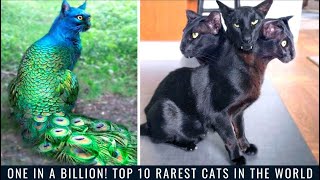 One in a Billion! Top 10 Rarest Cats in the World