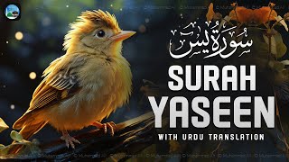 Surah Yasin ( Yaseen ) with Urdu Translation | Quran Tilawat Beautiful Voice | Hindi Tarjuma | EP208