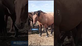 Мугалжар айгыр Борхан Борсыктын баласы ТОО Мугалжар Жылкысы