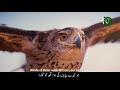 Ho Taray Bayaban Ki Hawa Tuj ko Gawara( Allama Iqbal ) with English subtitle