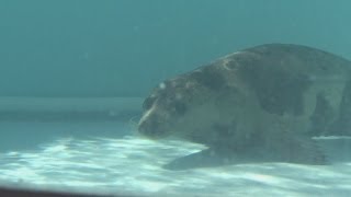 Seals released into wild