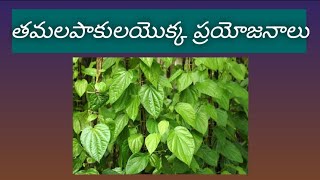 || LPC - Uses / Benefits of Betel Leaves - మనకి ఎక్కువగా దొరికే ఆకు ,  తమలపాకుయొక్క ప్రయోజనాలు ||