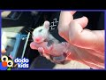 Little Opossum Is The Cutest Weirdest Baby | Dodo Kids