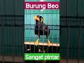 Burung beo sangat pintar bicara #shorts