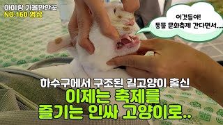 하수구에서 구조된 길고양이 출신.. 이제는 축제도 즐기는 인싸 고양이~ 창원 동물보호 문화축제 즐기기~ 무료 반려동물 건강검진,사진촬영 체험~