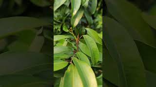 The flower bud of  Litchi gold-bearing ball has differentiated。荔枝禦金球新品種花芽分化了，促醒萌動打芐胺基嘌呤+流體硼+磷酸二氫鉀