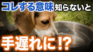 【犬の病気のサイン5選】知らないと危険！開発者＆獣医が詳しく解説します。【ペット/仕草/獣医師/食欲】