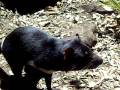 Tasmanian Devil Investigating