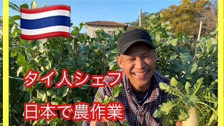 タイ野菜を日本で作るタイ人に密着🇹🇭