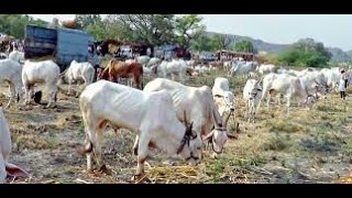 Cattle Fair - Basavakalyan Karnataka - Different Breeds of Goats / Cows / Buffalos etc - Rural India