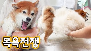 시바견 털 한번에 이만큼씩 빠집니다.. ㅋㅋㅋ (소리지르고 난리치는 시바견 목욕전쟁)